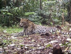 Macan Tutul Lembang Park and Zoo Dipastikan ke Hutan Tangkuban Parahu, Pencarian Dihentikan